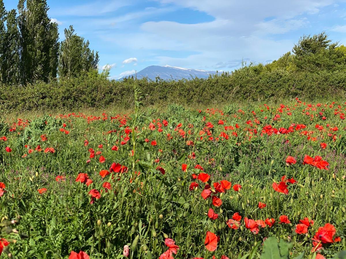 Villa Et Maisonnette Provencales Carpentras Zewnętrze zdjęcie